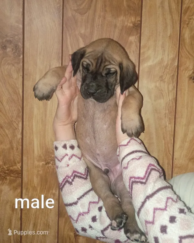 Boy 2 – Great Dane puppy for sale in Grimsley, TN