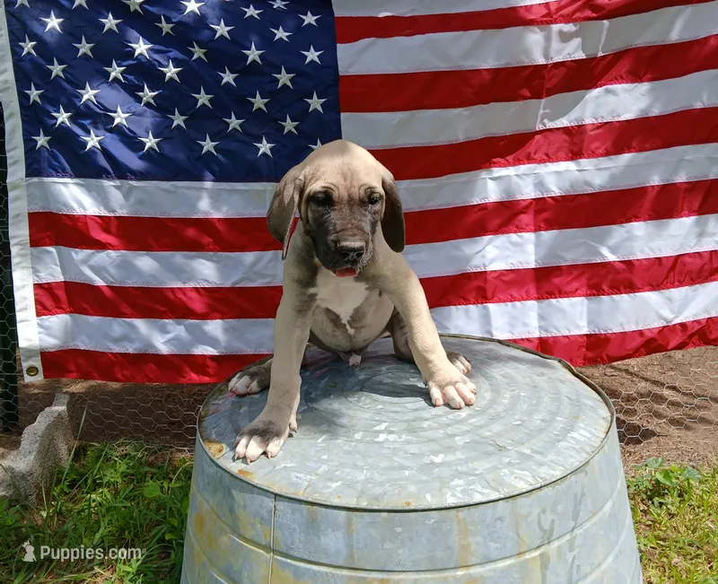 Sawyer – Great Dane puppy for sale in Grimsley, TN