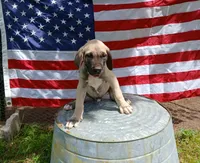 Sawyer, a male Great Dane for sale in Grimsley, TN – 1 of 1