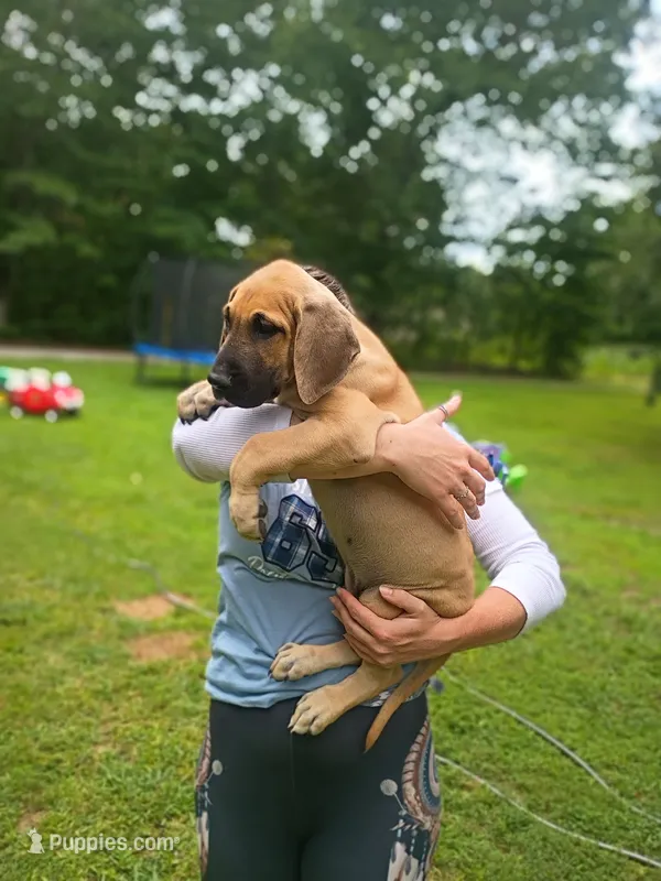 Marmaduke – Great Dane puppy for sale in Grimsley, TN