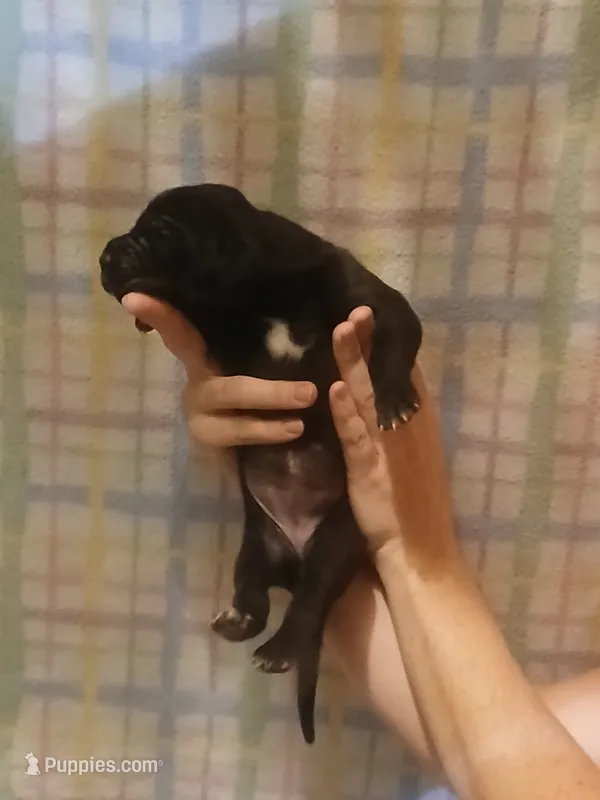 Girl 4 – Great Dane puppy for sale in Grimsley, TN