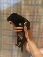 Girl 4, a female Great Dane for sale in Grimsley, TN – 1 of 2