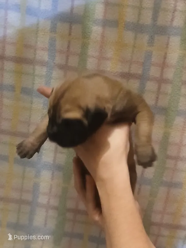 Boy 2 – Great Dane puppy for sale in Grimsley, TN