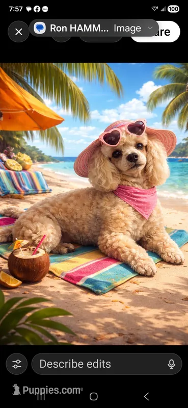 Goldie toy sized 8 pounds – Poodle - Toy , Miniature Goldendoodle puppy for sale in Bristow, OK