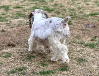 F1 cockapoo merle, a female Cockapoo and Poodle - Miniature  for sale in Bristow, OK – Photo 3 of 3