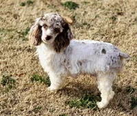 F1 cockapoo merle, a female Cockapoo and Poodle - Miniature  for sale in Bristow, OK – Photo 2 of 3