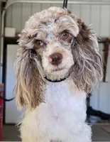 F1 cockapoo merle, a female Cockapoo and Poodle - Miniature  for sale in Bristow, OK – Photo 1 of 3