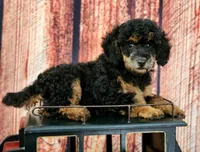 Foal HOLD, a female Poodle - Miniature  for sale in Bristow, OK – Photo 3 of 9