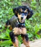 Foal HOLD, a female Poodle - Miniature  for sale in Bristow, OK – Photo 7 of 9