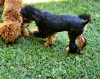 Foal HOLD, a female Poodle - Miniature  for sale in Bristow, OK – Photo 8 of 9