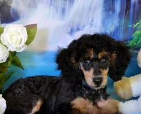 Foal HOLD, a female Poodle - Miniature  for sale in Bristow, OK – Photo 5 of 9