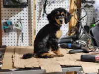 Foal HOLD, a female Poodle - Miniature  for sale in Bristow, OK – Photo 6 of 9