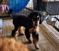 Foal HOLD, a female Poodle - Miniature  for sale in Bristow, OK – Photo 1 of 9