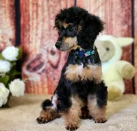 Foal HOLD, a female Poodle - Miniature  for sale in Bristow, OK – Photo 4 of 9