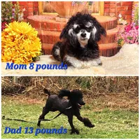 Foal HOLD, a female Poodle - Miniature  for sale in Bristow, OK – Photo 2 of 9