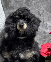 processed/5436b884-45ab-4e17-bef5-926098d712cc/listing/3cb30c7a-eba1-413d-8df4-21826b17d974/60def65c-eb03-4c49-9f65-0e0017471010