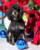 processed/5436b884-45ab-4e17-bef5-926098d712cc/listing/3cb30c7a-eba1-413d-8df4-21826b17d974/a52d295f-bd2d-44a2-84bb-51b68e2daeb7