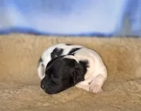 Flirt rdy EASTER, a female Cockapoo for sale in Bristow, OK – Photo 2 of 3