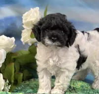 Flirt rdy EASTER, a female Cockapoo for sale in Bristow, OK – Photo 2 of 6