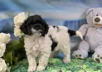 Flirt rdy EASTER, a female Cockapoo for sale in Bristow, OK – Photo 5 of 6