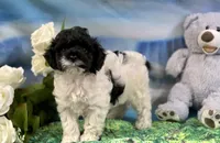 Flirt rdy EASTER, a female Cockapoo for sale in Bristow, OK – Photo 6 of 6