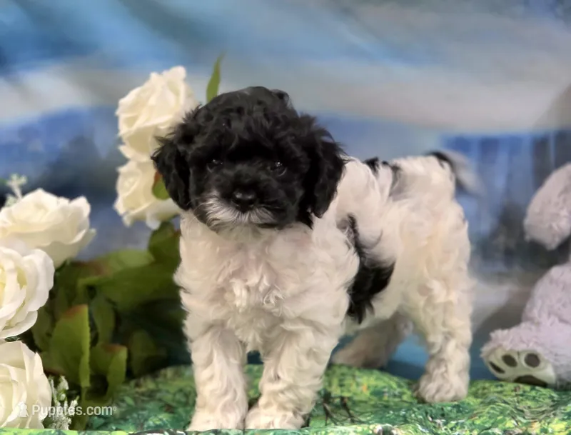 Flirt rdy EASTER – Cockapoo puppy for sale in Bristow, OK