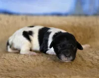 Flirt rdy EASTER, a female Cockapoo for sale in Bristow, OK – Photo 3 of 3