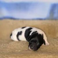 Flirt rdy EASTER, a female Cockapoo for sale in Bristow, OK – Photo 3 of 6