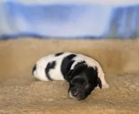 Flirt rdy EASTER, a female Cockapoo for sale in Bristow, OK – Photo 1 of 3