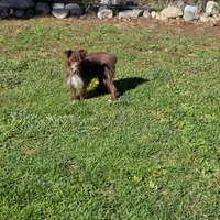 Miss Mae, a female Aussiedoodle and Yorkipoo for sale in Bristow, OK – Photo 4 of 4