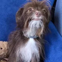 Miss Mae, a female Aussiedoodle and Yorkipoo for sale in Bristow, OK – Photo 2 of 4