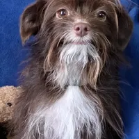 Miss Mae, a female Aussiedoodle and Yorkipoo for sale in Bristow, OK – Photo 1 of 4