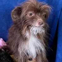 Miss Mae, a female Aussiedoodle and Yorkipoo for sale in Bristow, OK – Photo 3 of 4