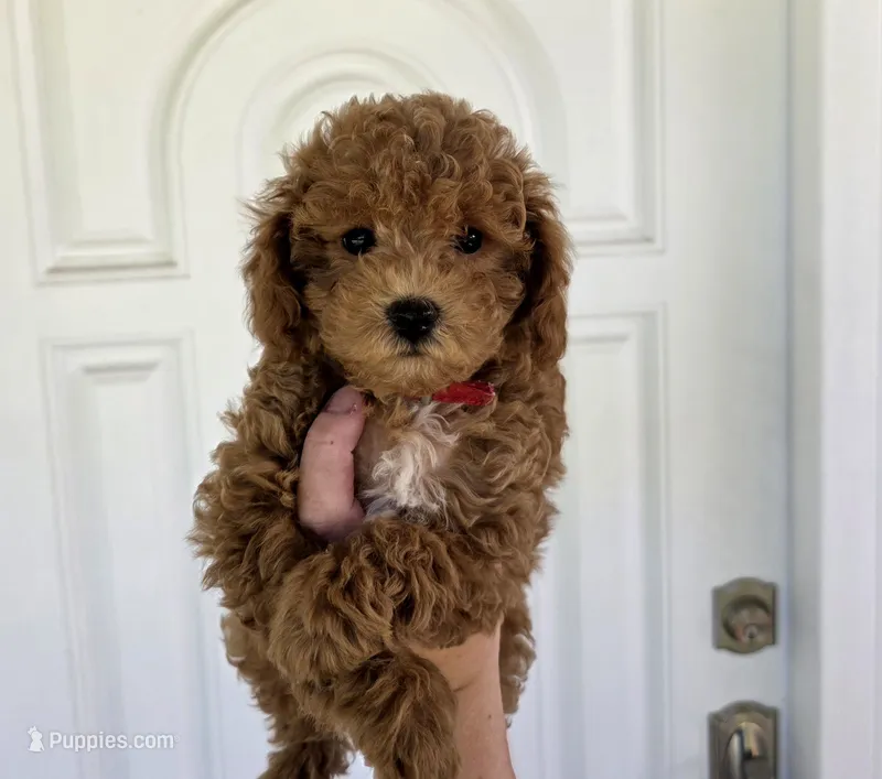 Sandpiper – Poodle - Miniature  puppy for sale in Bristow, OK
