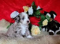 Fantasia, a female Aussiedoodle for sale in Bristow, OK – Photo 2 of 5