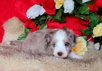 Fantasia, a female Aussiedoodle for sale in Bristow, OK – Photo 4 of 5