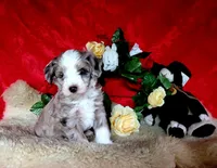 Fantasia, a female Aussiedoodle for sale in Bristow, OK – Photo 3 of 5