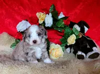 Fantasia, a female Aussiedoodle for sale in Bristow, OK – Photo 5 of 5