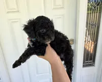 Jay akc, a male Poodle - Miniature  for sale in Bristow, OK – 1 of 1
