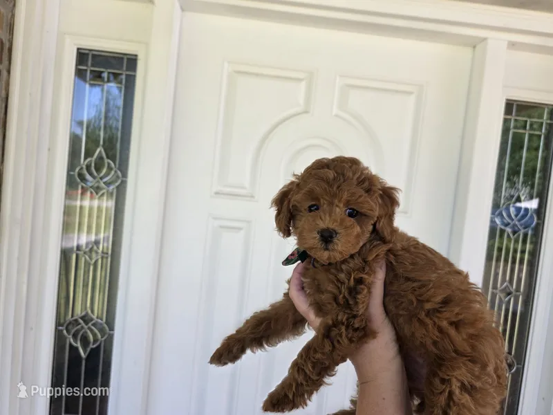 Conure – Poodle - Miniature  puppy for sale in Bristow, OK