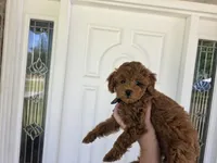 Conure, a female Poodle - Miniature  for sale in Bristow, OK – 1 of 1