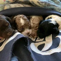 Merle Merry, a female Cockapoo for sale in Bristow, OK – Photo 3 of 6