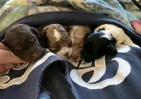 Merle girl Rdy Easter , a female Cockapoo for sale in Bristow, OK – Photo 2 of 3