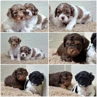 Merle Merry, a female Cockapoo for sale in Bristow, OK – Photo 6 of 6