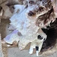 Merle Merry, a female Cockapoo for sale in Bristow, OK – Photo 2 of 6