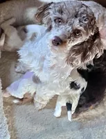 Merle girl Rdy Easter , a female Cockapoo for sale in Bristow, OK – Photo 3 of 3