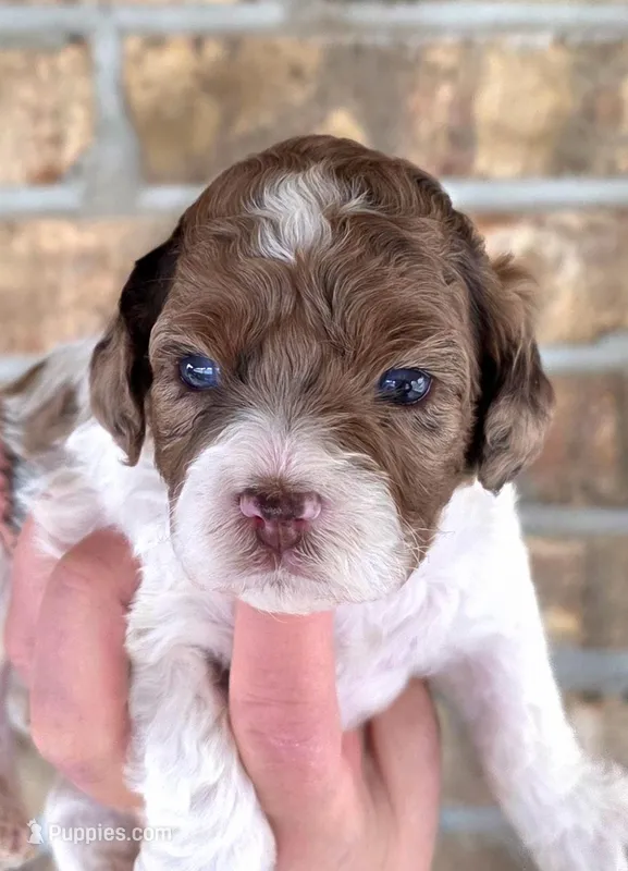 Merle girl Rdy Easter 