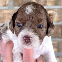 Merle Merry, a female Cockapoo for sale in Bristow, OK – Photo 1 of 6