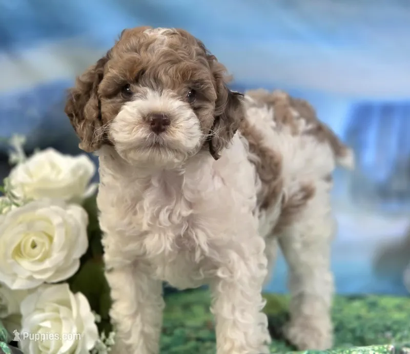 Merle Merry – Cockapoo puppy for sale in Bristow, OK