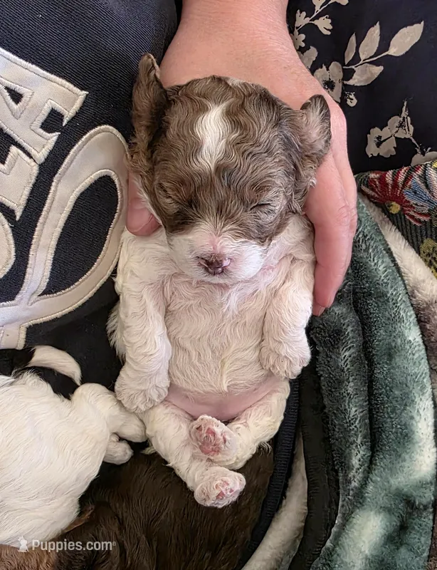 Merle girl Rdy Easter 